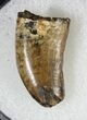 Serrated Tyrannosaur Tooth - Feeding Wear to Tip #19531-1
